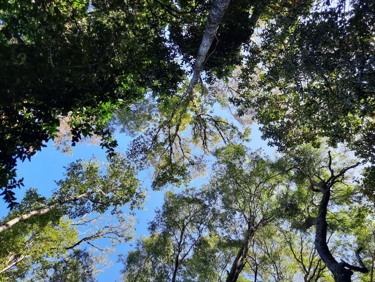 Galería