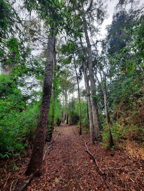 Galería